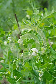 Green Pea plant with white flower