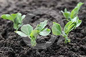 Green pea plants photo