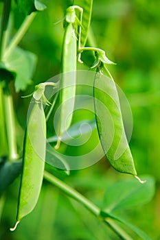 Green pea pod