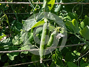 Green pea pod growing and maturing peas inside on a plant with green leaves growing in garden in bright sunlight in summer
