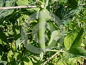 Green pea pod growing and maturing peas inside on a plant with green leaves growing in garden in bright sunlight in summer