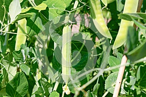 Green pea pods on a background of leaves ripen in the bright sun in spring