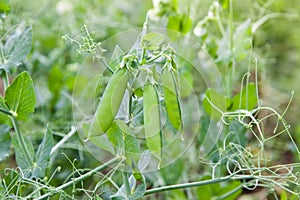 Green pea pods on a branch. Crop of peas