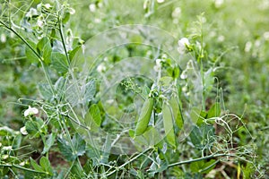 Green pea pods on a branch. Crop of peas