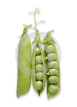 Green pea pods with open pod and peas on white background