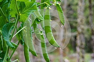 Green pea pods on a pea plant photo