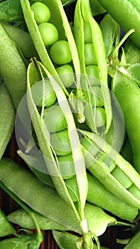 Green pea pods green peas