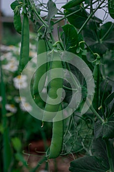 Green pea pods on plant growing in the garden, closeup