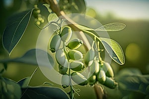 Green pea pods ripen on bush. Pods of ripening green peas closeup. Vegetable garden with growing green peas-topaz photo