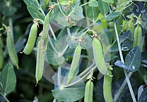 Green pea pods are ripening on the bush