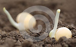 Green pea seedling in fertile soil