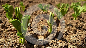 Green Pea Seedlings