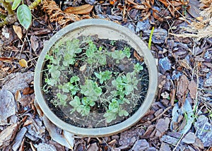 Green pea Shoot : healthy food