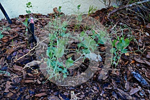 Green pea Shoot : healthy food