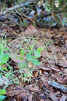 Green pea Shoot : healthy food