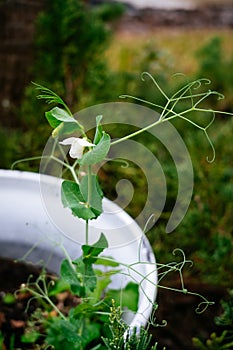 Green pea Shoot and white flower