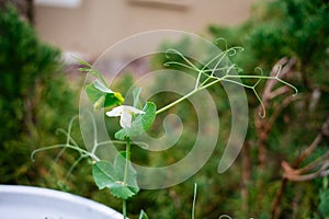 Green pea Shoot and white flower