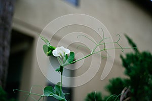 Green pea Shoot and white flower