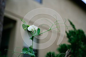 Green pea Shoot and white flower