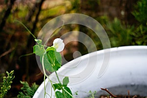 Green pea Shoot and white flower