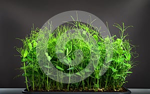 Green pea shoots microgreens