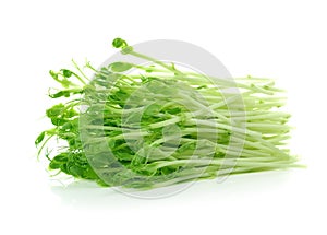 Green Pea Sprouts isolated on white