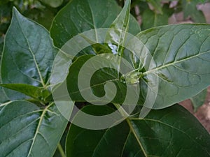 The Green Peace Maker