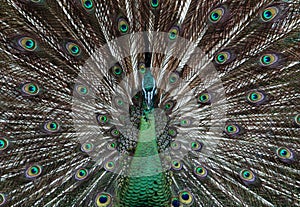 Green peacock attracting mates through tail development, Indonesia