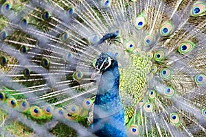 Green peacock  birds standing in the garden  Bird cage is the biggest in Asia, covering an area of 26 hectares and contains variou