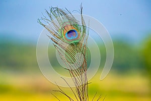 a green peacock feather is sitting on top of a stalk