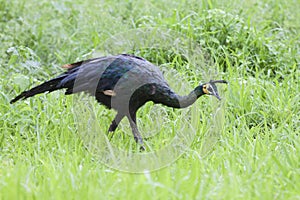 Green peacock pavo muticus in savana Bekol, Baluran national park, Situbondo, East Java