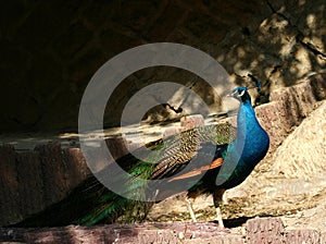 Green Peafowl