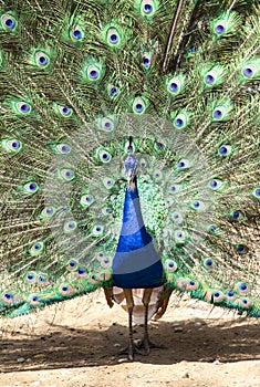 Green peafowl