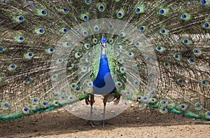 Green peafowl