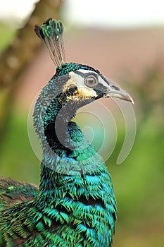 Green peafowl