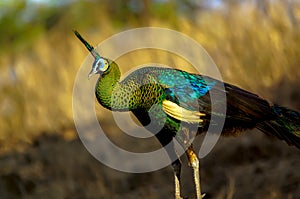 The green peafowl, Pavo muticus