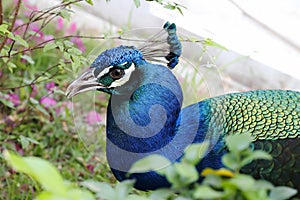 Green peafowl Pavo muticus