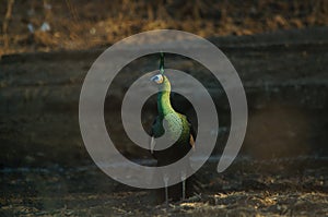 The green peafowl is a peacock species found in the tropical forests of Southeast Asia.