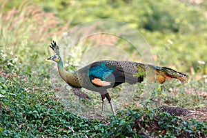 Green peafowl â€“ female