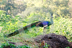 Green peafowl â€“ male