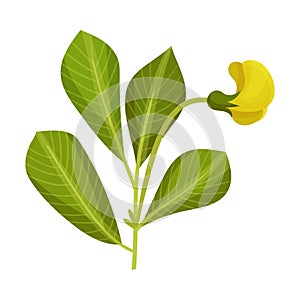 Green Peanut Plant with Blossoming Bud Vector Illustration