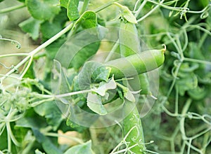 Green peapod