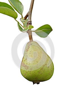 Green Pear photo