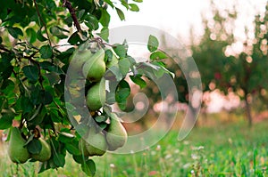 Green Pear fruit garden with grown sweet green pears