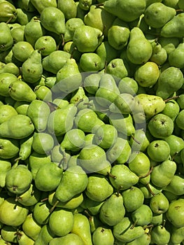 Green Pear fruits in the farm