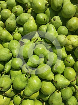Green Pear fruits in the farm
