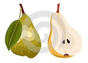 Green pear isolated on white background. Cross section of cut pear and whole fruit. isolated vector illustration. Good print for