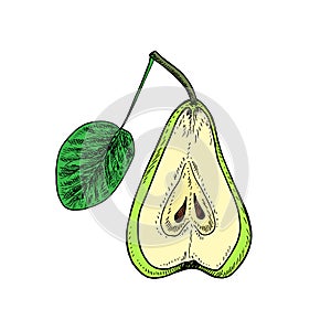 Green pear with leaf cut half, hand drawn color, vector sketch illustration