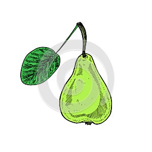 Green pear with leaf, hand drawn color, vector sketch illustration