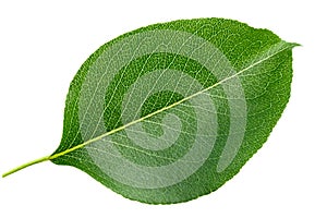 Green pear leaf isolated on white background